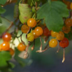 Ribes aureum - golden currant