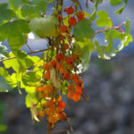 Ribes aureum - golden currant