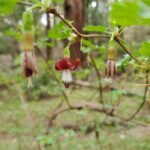 Ribes californicum - California gooseberry, hillside gooseberry