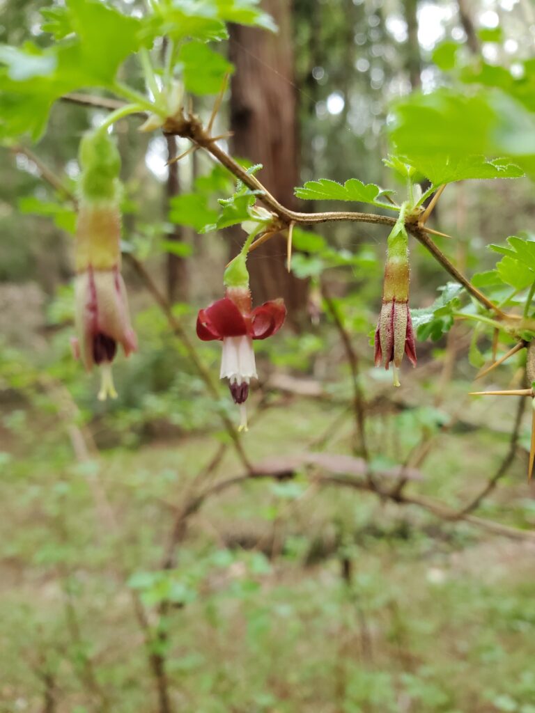 Ribes californicum - California gooseberry, hillside gooseberry