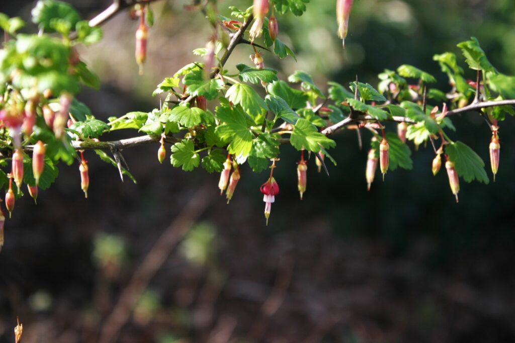Ribes californicum - California gooseberry, hillside gooseberry