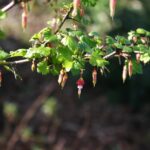 Ribes californicum - California gooseberry, hillside gooseberry