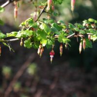 Ribes californicum