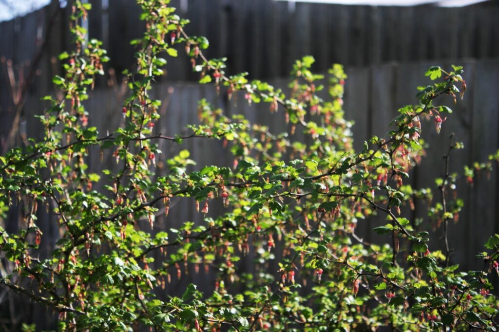 Ribes californicum - California gooseberry, hillside gooseberry