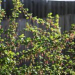 Ribes californicum - California gooseberry, hillside gooseberry