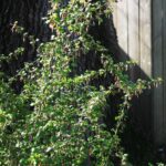 Ribes californicum - California gooseberry, hillside gooseberry
