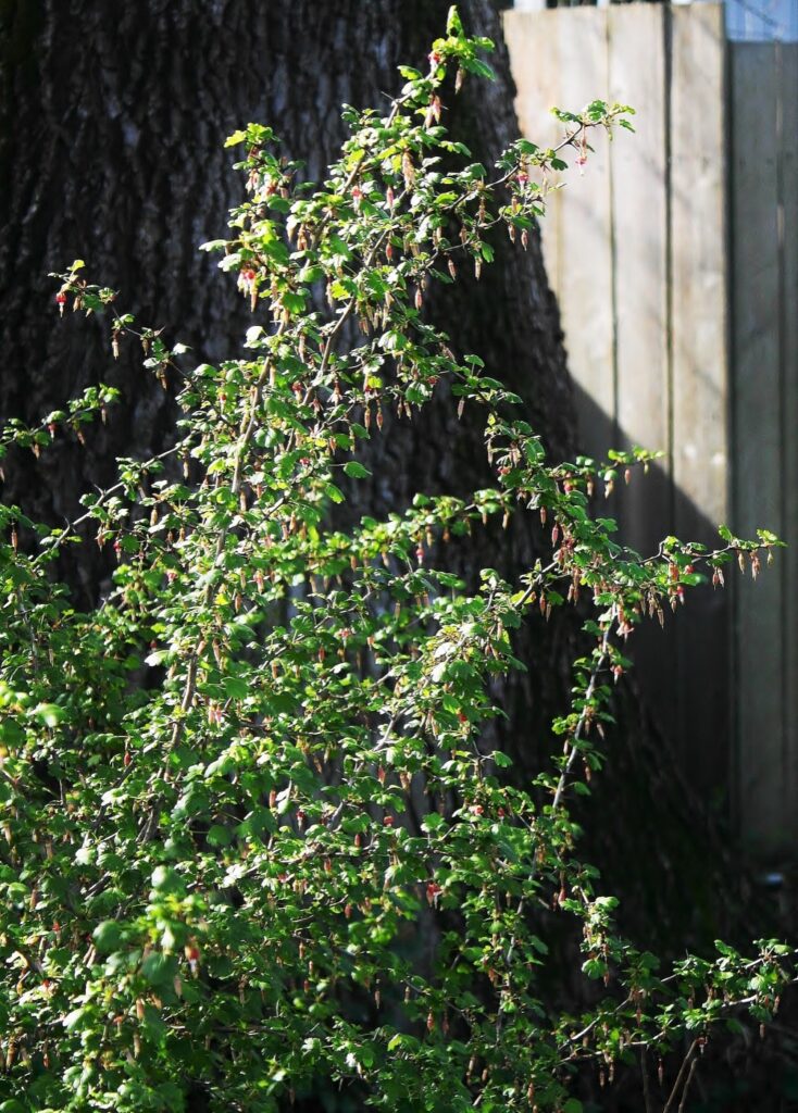 Ribes californicum - California gooseberry, hillside gooseberry