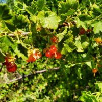 Ribes cereum