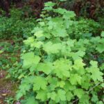 Ribes divaricatum var. pubiflorum - spreading gooseberry