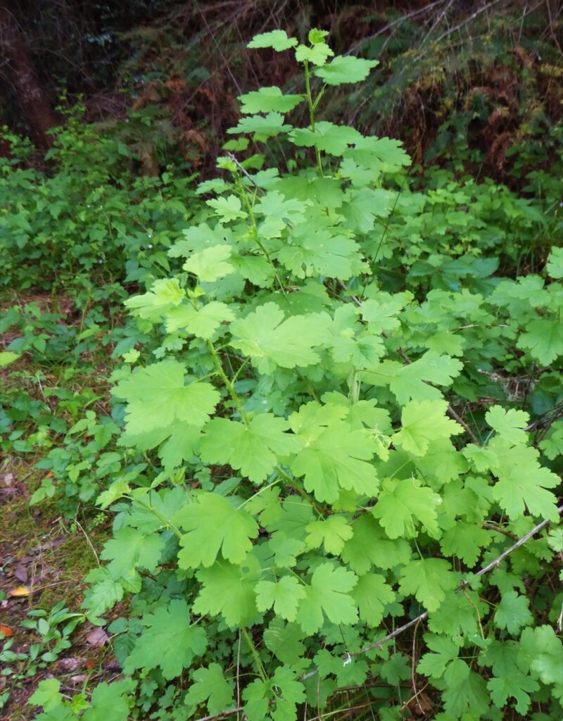 Ribes divaricatum var. pubiflorum - spreading gooseberry