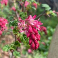Ribes sanguineum v. sanguineum 'King Edward VII' - red flowering currant