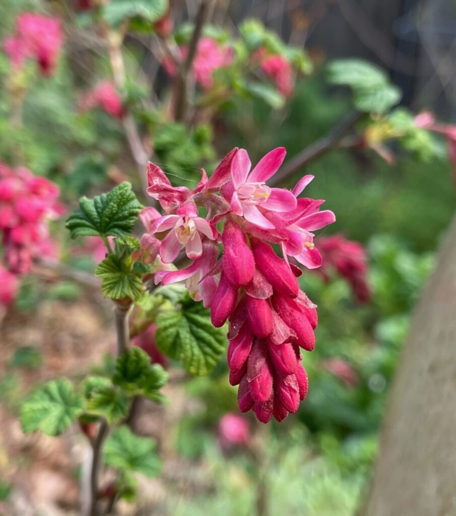 Ribes sanguineum v. sanguineum 'King Edward VII' - red flowering currant