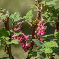 Ribes malvaceum ‘Cupertino Rose’