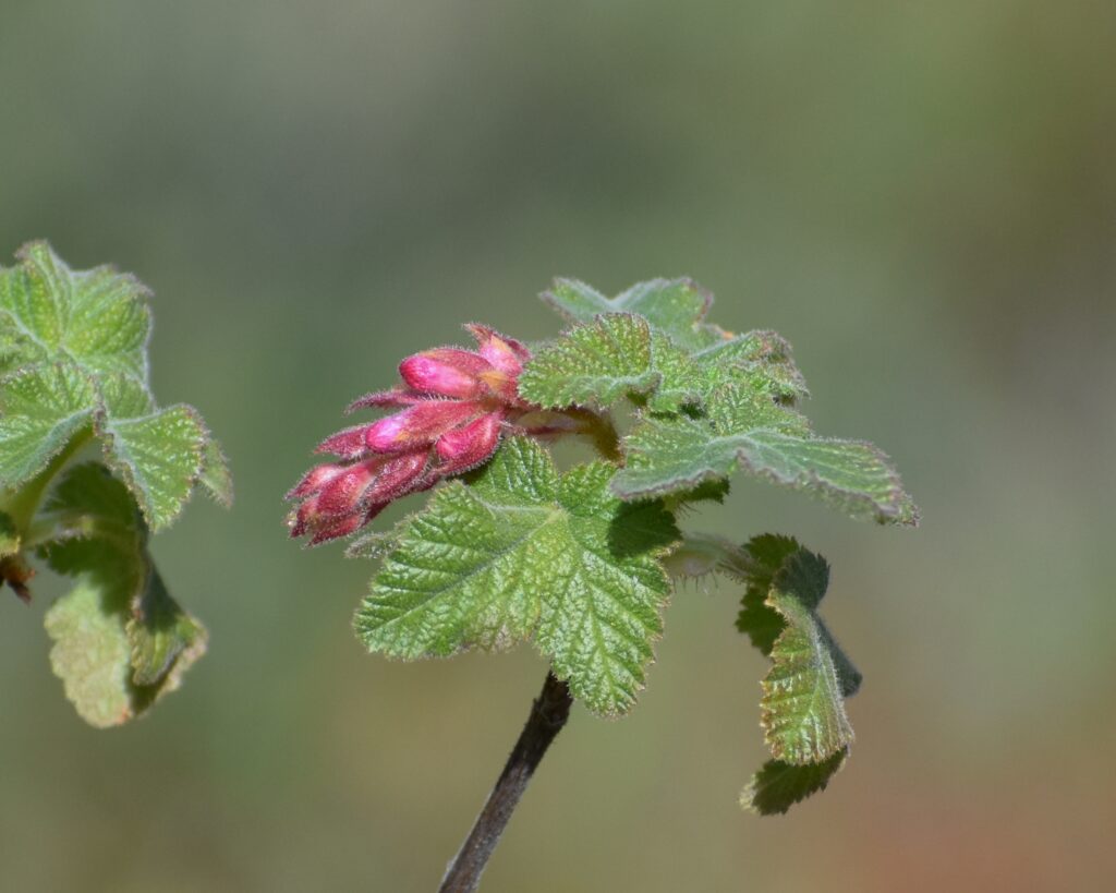 Ribes malvaceum var. viridifolium 'Ortega Beauty' - chaparral currant