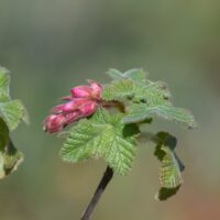 Ribes malvaceum var. viridifolium ‘Ortega Beauty’
