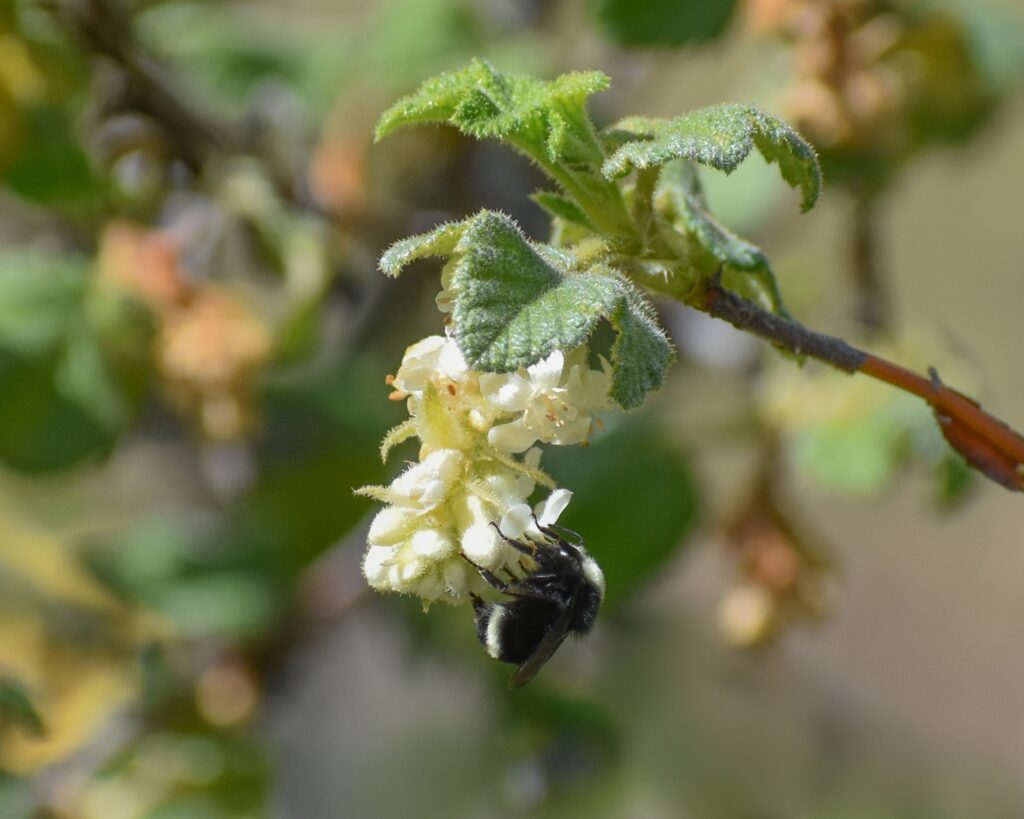 Ribes malvaceum 'Rana White' - white chaparral currant