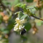 Ribes malvaceum 'Rana White' - white chaparral currant