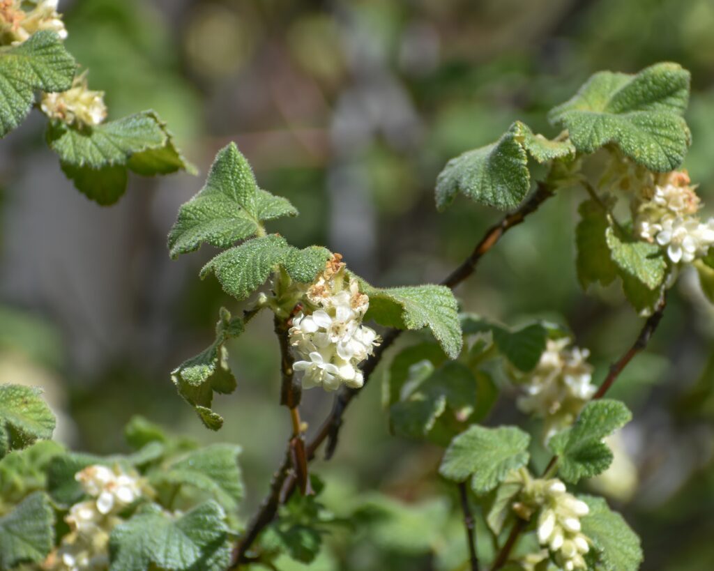 Ribes malvaceum 'Rana White' - white chaparral currant