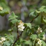 Ribes malvaceum 'Rana White' - white chaparral currant