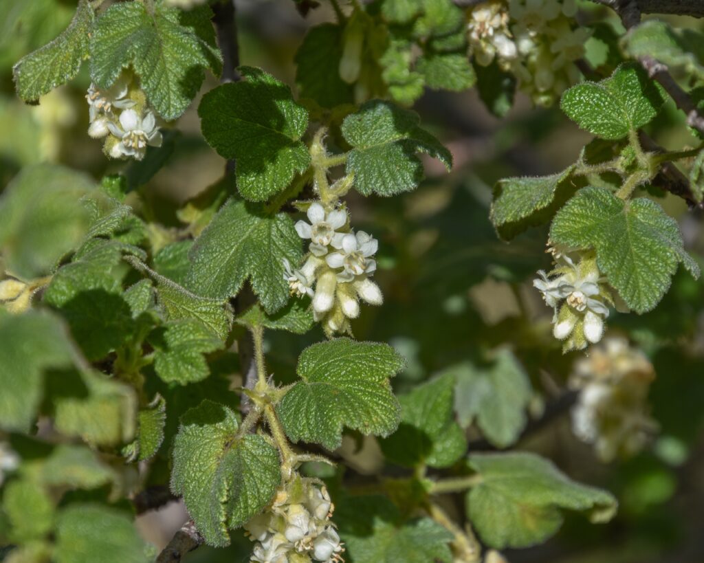 Ribes malvaceum 'Rana White' - white chaparral currant