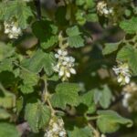 Ribes malvaceum 'Rana White' - white chaparral currant