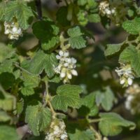 Ribes malvaceum ‘Rana White’