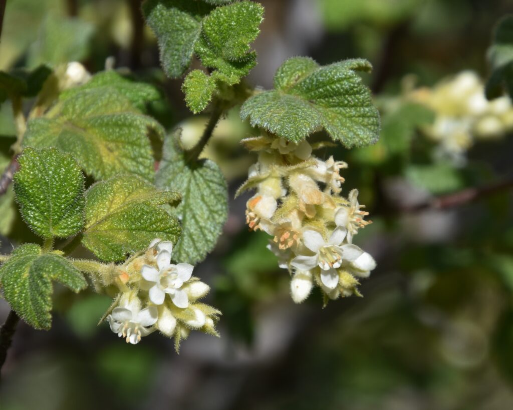 Ribes malvaceum 'Rana White' - white chaparral currant