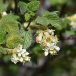Ribes malvaceum 'Rana White' - white chaparral currant