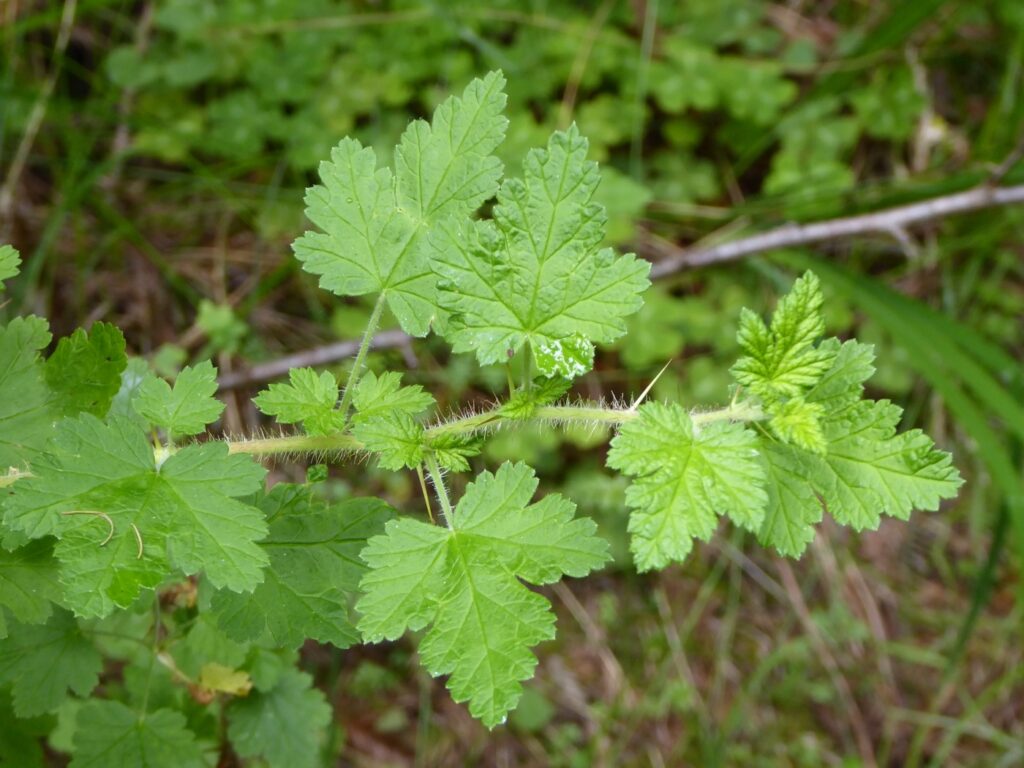 Ribes menziesii - canyon gooseberry