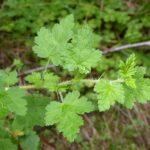 Ribes menziesii - canyon gooseberry