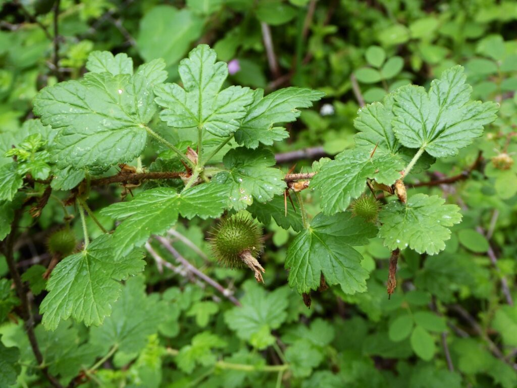 Ribes menziesii - canyon gooseberry