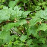Ribes menziesii - canyon gooseberry