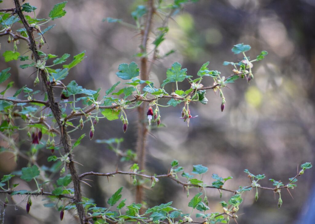 Ribes menziesii - canyon gooseberry