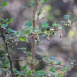 Ribes menziesii - canyon gooseberry