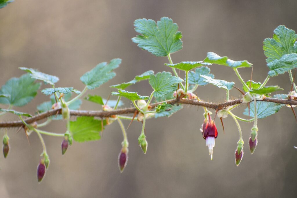 Ribes menziesii - canyon gooseberry