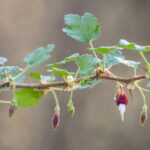 Ribes menziesii - canyon gooseberry