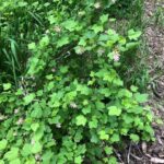 Ribes nevadense - Sierra currant