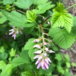 Ribes nevadense - Sierra currant