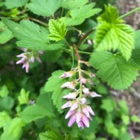 Ribes nevadense - Sierra currant