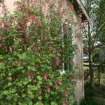 Ribes sanguineum v. glutinosum 'Monte Bello' - pink flowering currant