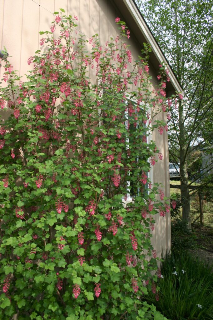 Ribes sanguineum v. glutinosum 'Monte Bello' - pink flowering currant