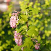 Ribes sanguineum v. sanguineum 'Brocklebankii' - golden-leaved red flowering currant