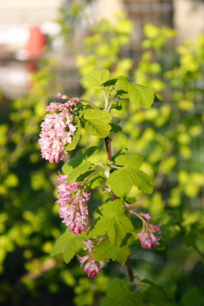 Ribes sanguineum v. sanguineum 'Brocklebankii' - golden-leaved red flowering currant
