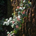 Ribes viburnifolium - Catalina perfume
