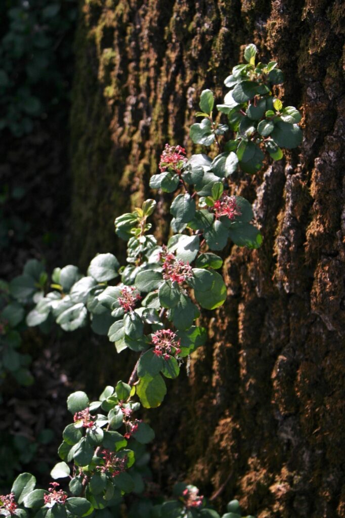 Ribes viburnifolium - Catalina perfume