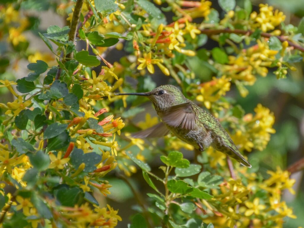 Ribes aureum - golden currant