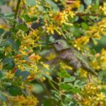 Ribes aureum - golden currant