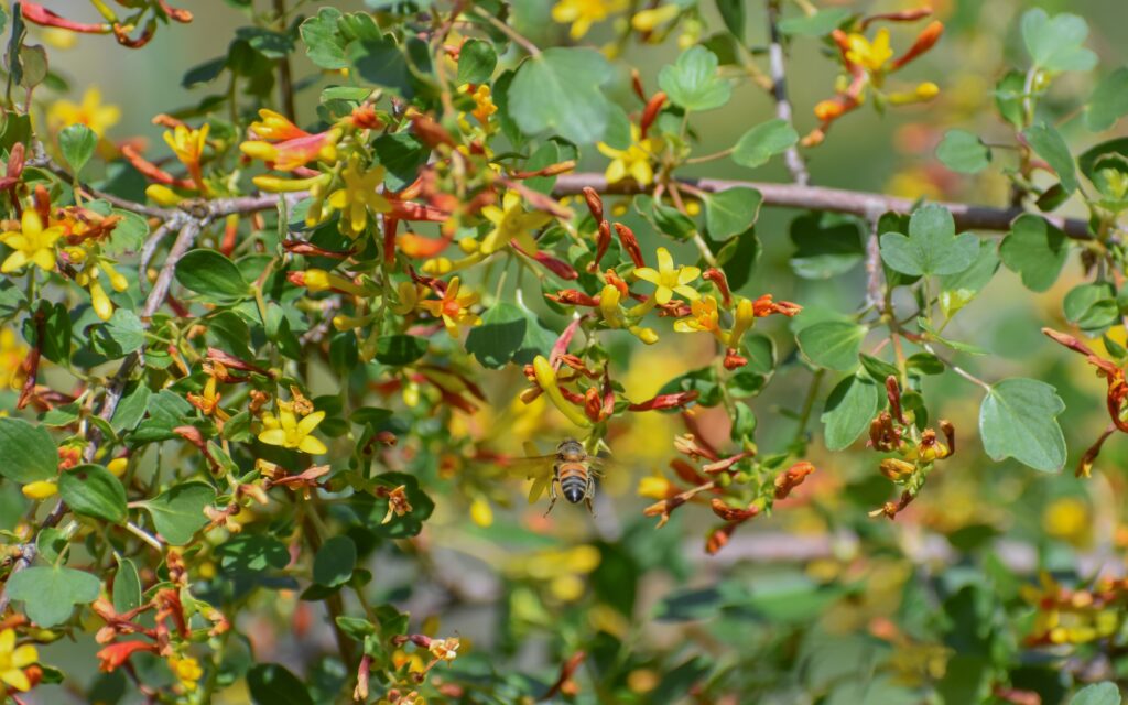 Ribes aureum - golden currant