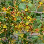 Ribes aureum - golden currant
