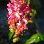 Ribes sanguineum v. glutinosum 'Heart's Delight' - pink flowering currant